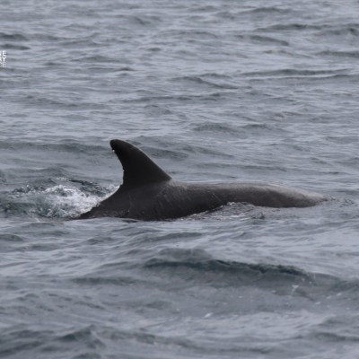 A dolphin's dorsal fin is visible above the ocean surface.
