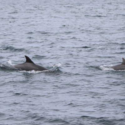 Two dolphins swimming in the ocean, partially submerged.