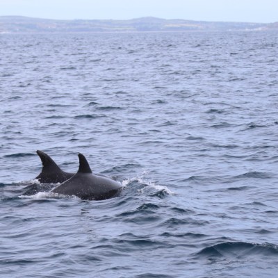 Two dolphins swimming in the sea with distant shoreline visible.