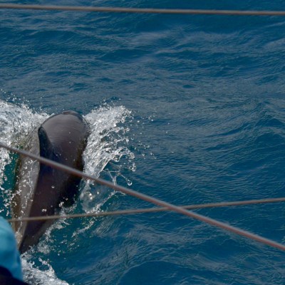 Dolphin swimming near a boat with a person in a blue jacket observing.