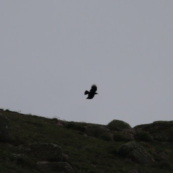 Silhouette of a bird flying over rocky terrain against a gray sky.