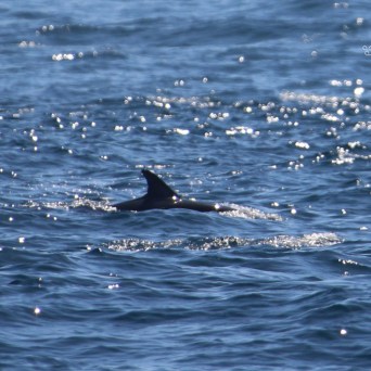 Dolphin fin visible above the ocean waves on a sunny day.