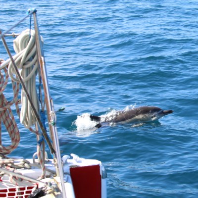 Dolphin swimming near a boat in the ocean, with ropes visible in the foreground.