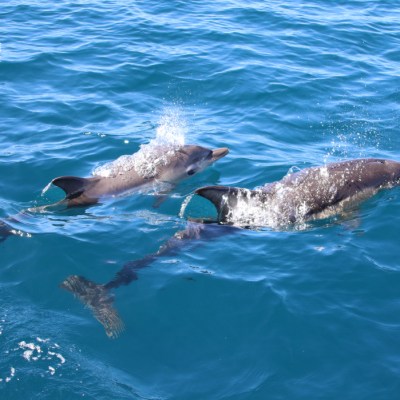 Three dolphins swimming on the ocean surface.