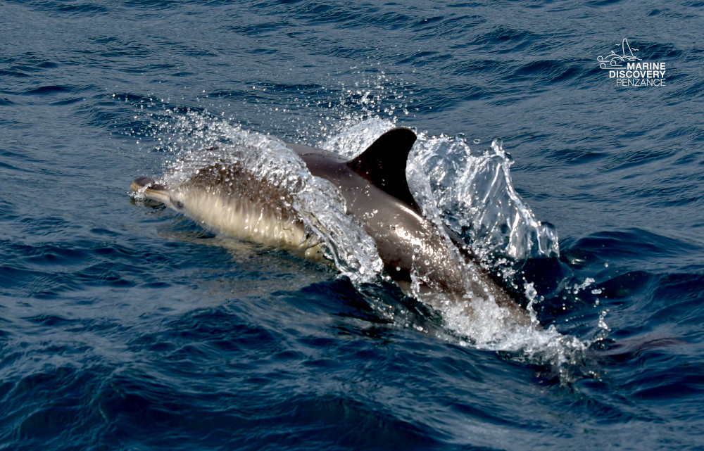 Dolphin swimming and splashing in the ocean.