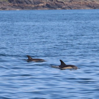 Two dolphins swimming in the ocean near rocky coastline.