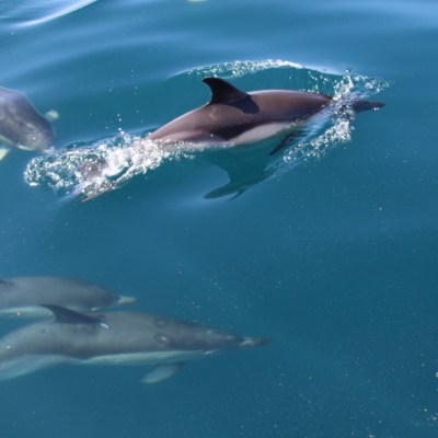 Four dolphins swimming underwater in clear blue ocean.