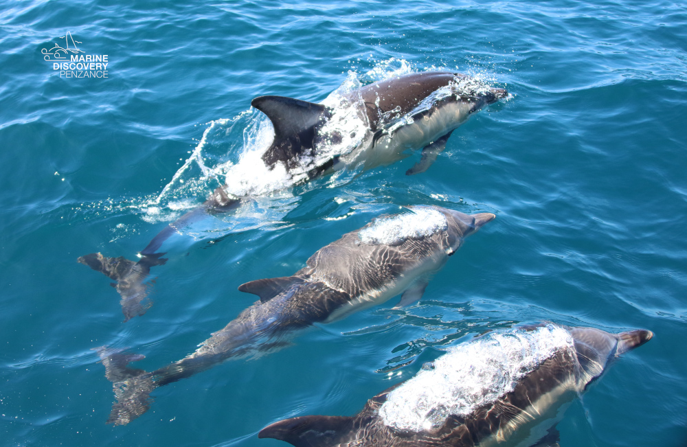 Three dolphins swimming in clear blue water.