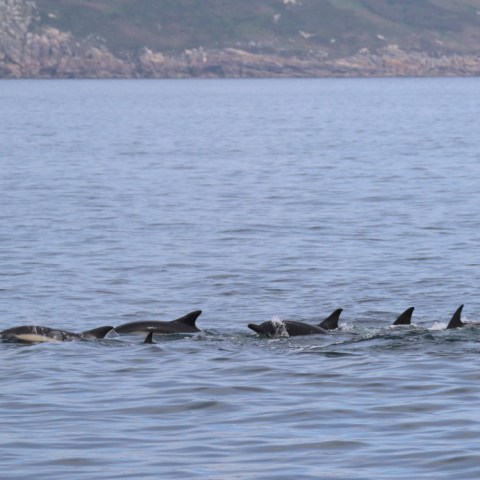 Pod of dolphins swimming near a rocky coastline.