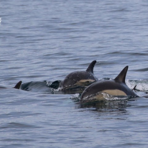 Group of dolphins swimming in the ocean.