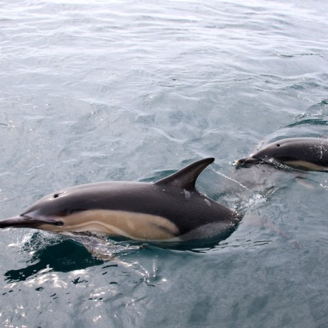 Two dolphins swimming near the ocean surface.