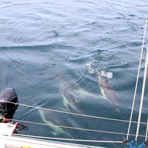 Dolphins swimming near a boat on the ocean.