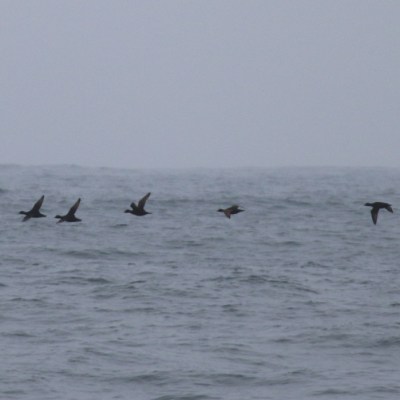 Five birds flying low over a calm sea under a cloudy sky.