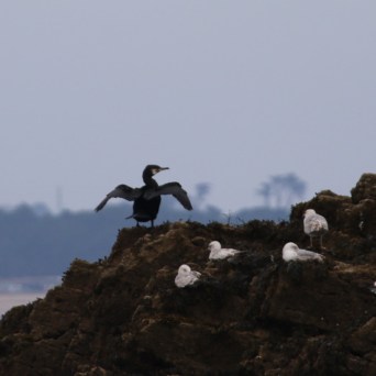 Birds perched on a rocky shore under a cloudy sky.
