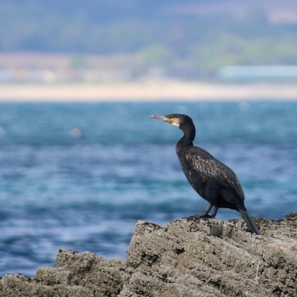 Cormorant on rocky shore by the sea with blurred background.