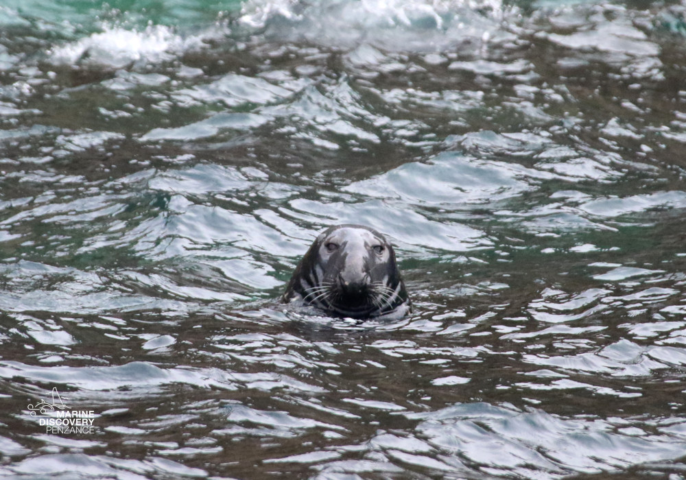 Seal's head peeking above water with ripples and waves around.