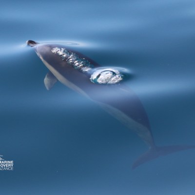 Dolphin swimming near the water surface with clear blue water.