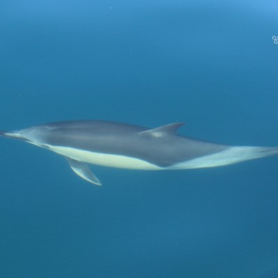 A dolphin swimming in clear blue water.