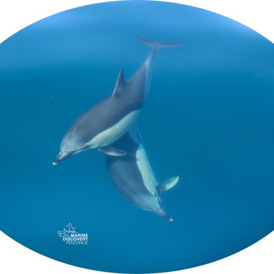 Two dolphins swimming gracefully in clear blue water.