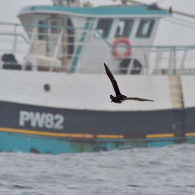 Bird flying over the sea with a fishing boat in the background.