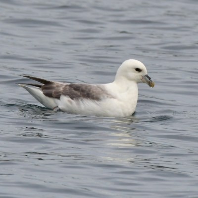 A seabird floating on calm water with gray and white plumage.