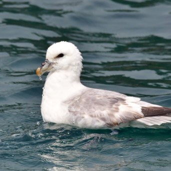 fulmar floating on the water's surface.