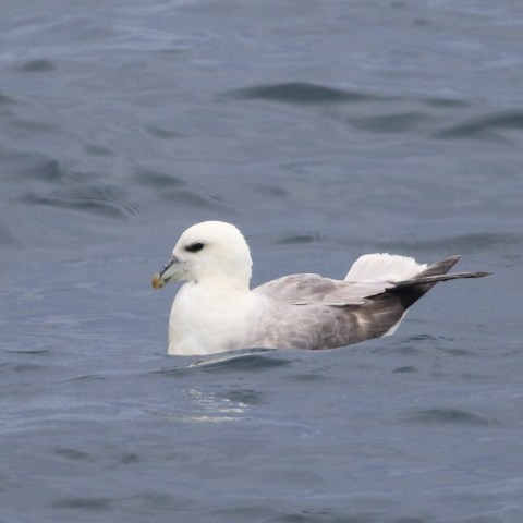 A white bird with gray wings floats on the water's surface.