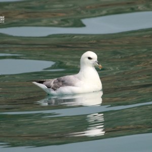 A single seabird with white and grey feathers floating on calm water.