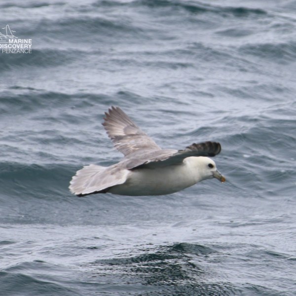 Seagull flying over rough ocean waves.