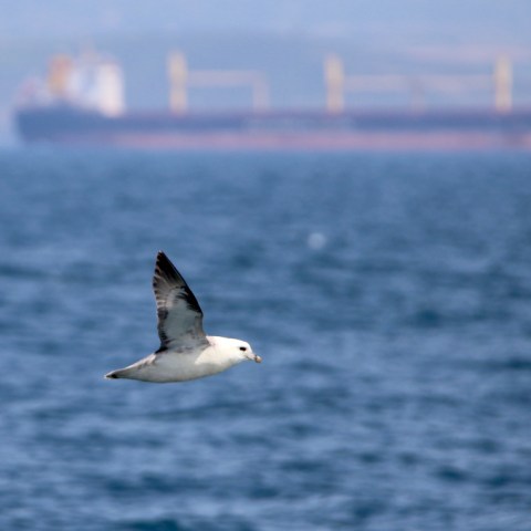 A bird flying over the ocean with a large ship in the blurred background.