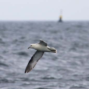Seagull flying over ocean with distant buoy.