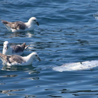 Three seabirds float near a white object on a calm blue sea.