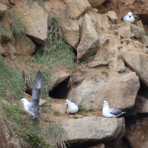 Four seagulls perched on a rocky cliff with grass patches.