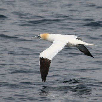 Gannet with white body and brown wings flying over the ocean surface.