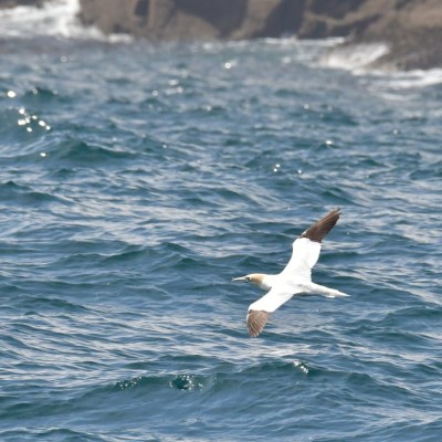 Bird flying over ocean waves near rocky shore.