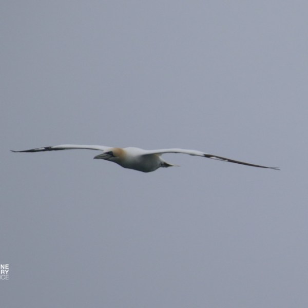 A single bird flying against a gray sky.