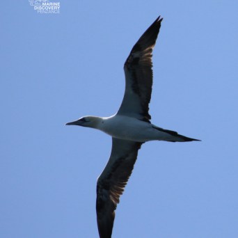 Seabird with outstretched wings flying against a clear blue sky.