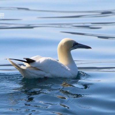 White seabird swimming on calm blue water.