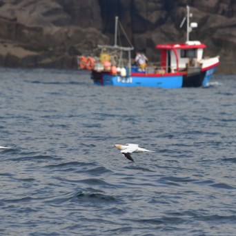 Four birds flying over the sea with a fishing boat in the background.