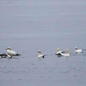 Seabirds floating on calm water with overcast sky.