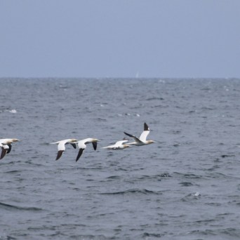 Seabirds flying over the ocean on a cloudy day.