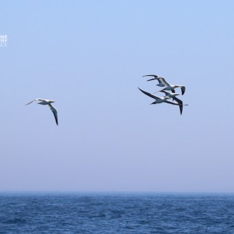 Group of seabirds flying over the ocean against a clear blue sky.
