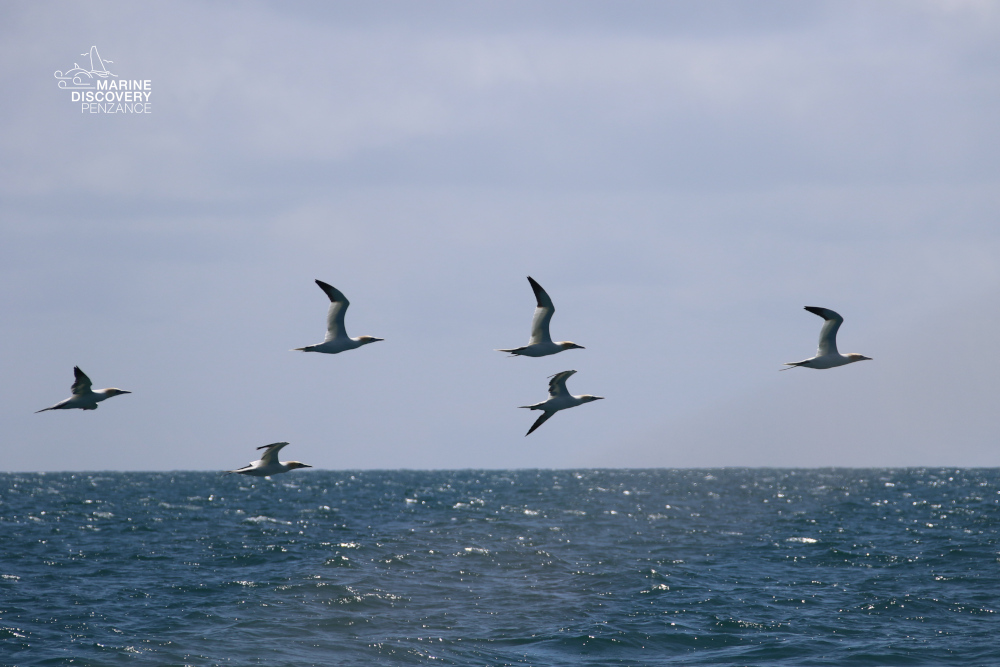 Six seabirds flying over the ocean under a cloudy sky.