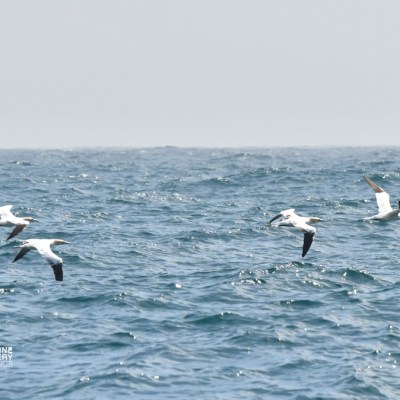 Four birds flying over a wavy ocean under a clear sky.