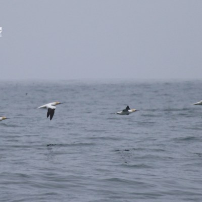 Four birds in flight over a gray ocean on a cloudy day.