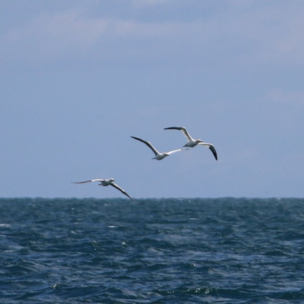 Three seabirds flying over the ocean under a cloudy sky.