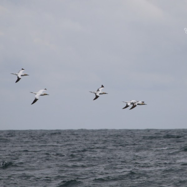 Flock of birds flying over a cloudy ocean.