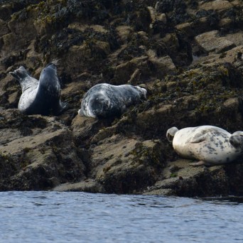 Three seals resting on rocky shoreline by the water.