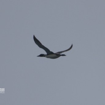 Bird flying in a gray sky with wings extended.
