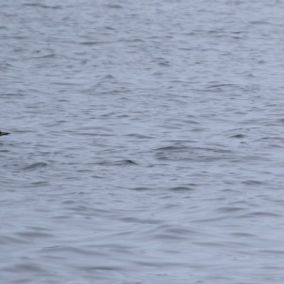 Two ducks swimming in a large body of water.